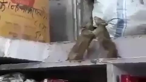 Funny rat fighting