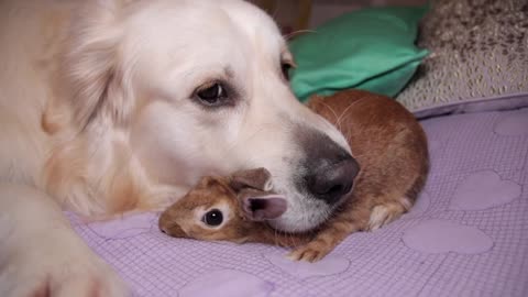 Dog Hugs a Rabbit - Amazing Friendship