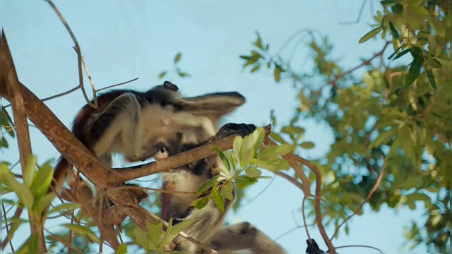 Monkeys Playing Over The Tree Branch Wildlife Animals