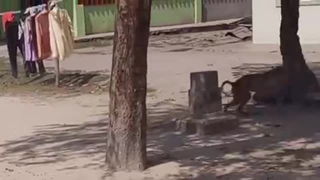 Wow Nice Funny Fake Tiger Prank Dog Run Try To Stop Laugh Challenge