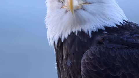 Be like the eagle