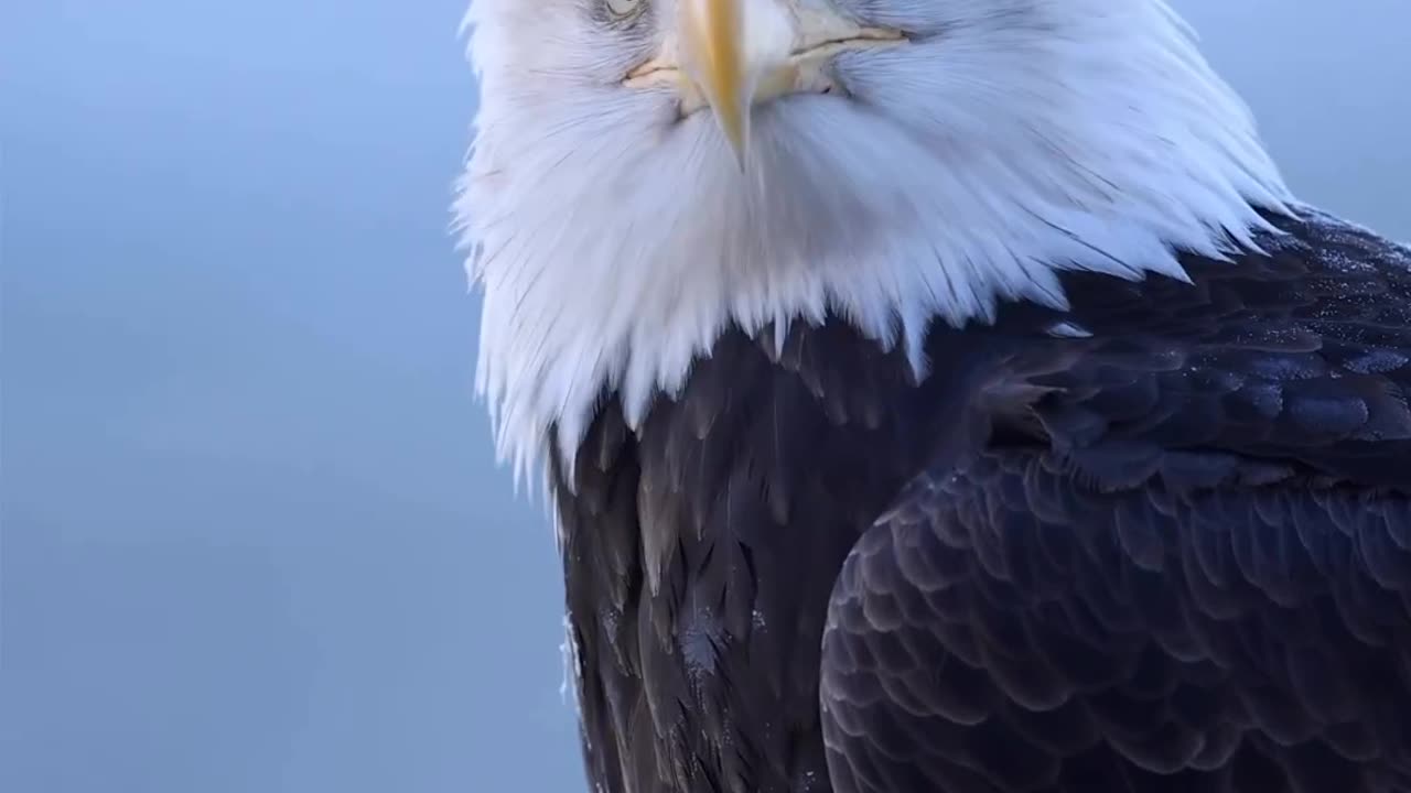 Be like the eagle