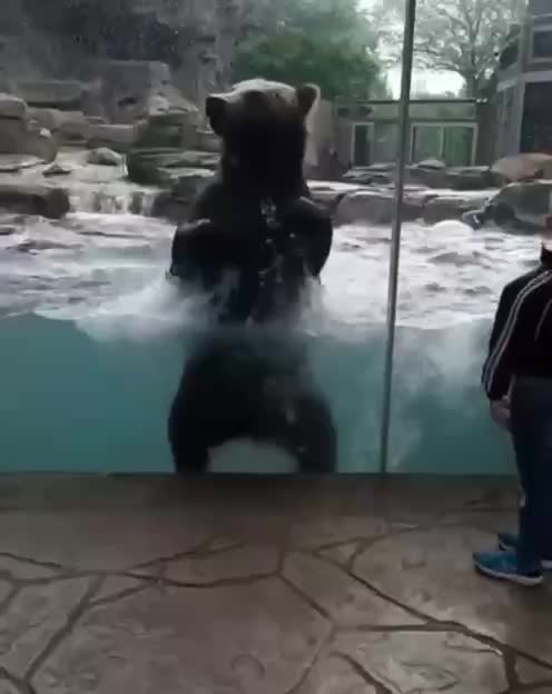 It's just that these bears love to swing on the waves
