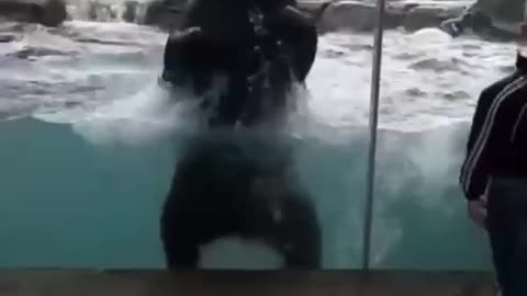 It's just that these bears love to swing on the waves