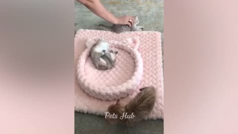 Funny cats and dogs funniest animals funny video of pets❤️🐶