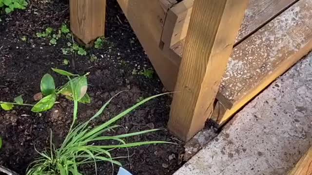 Girl rescue a big bull snake