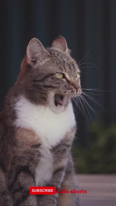 baby cute cat #viral #shorts