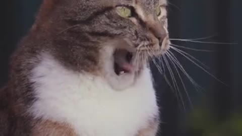 baby cute cat #viral #shorts