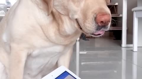inteligent dog in home