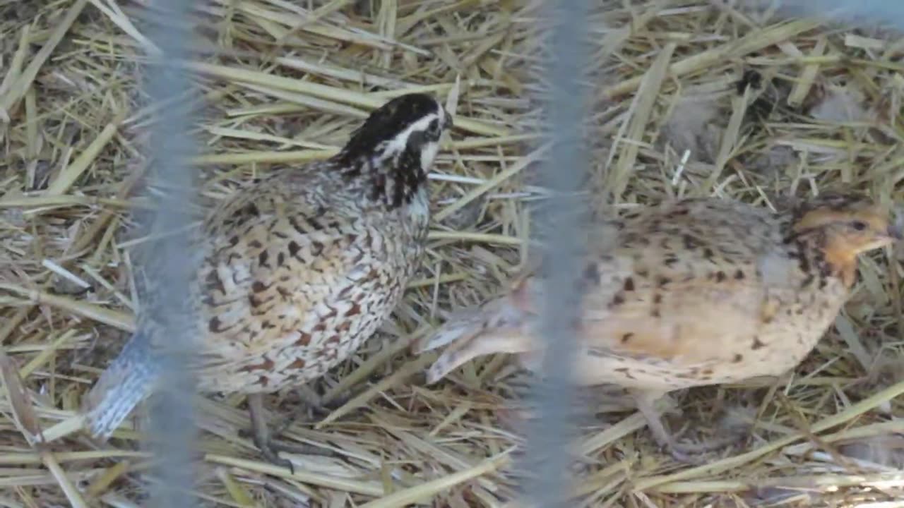 A pair of Mountain quail