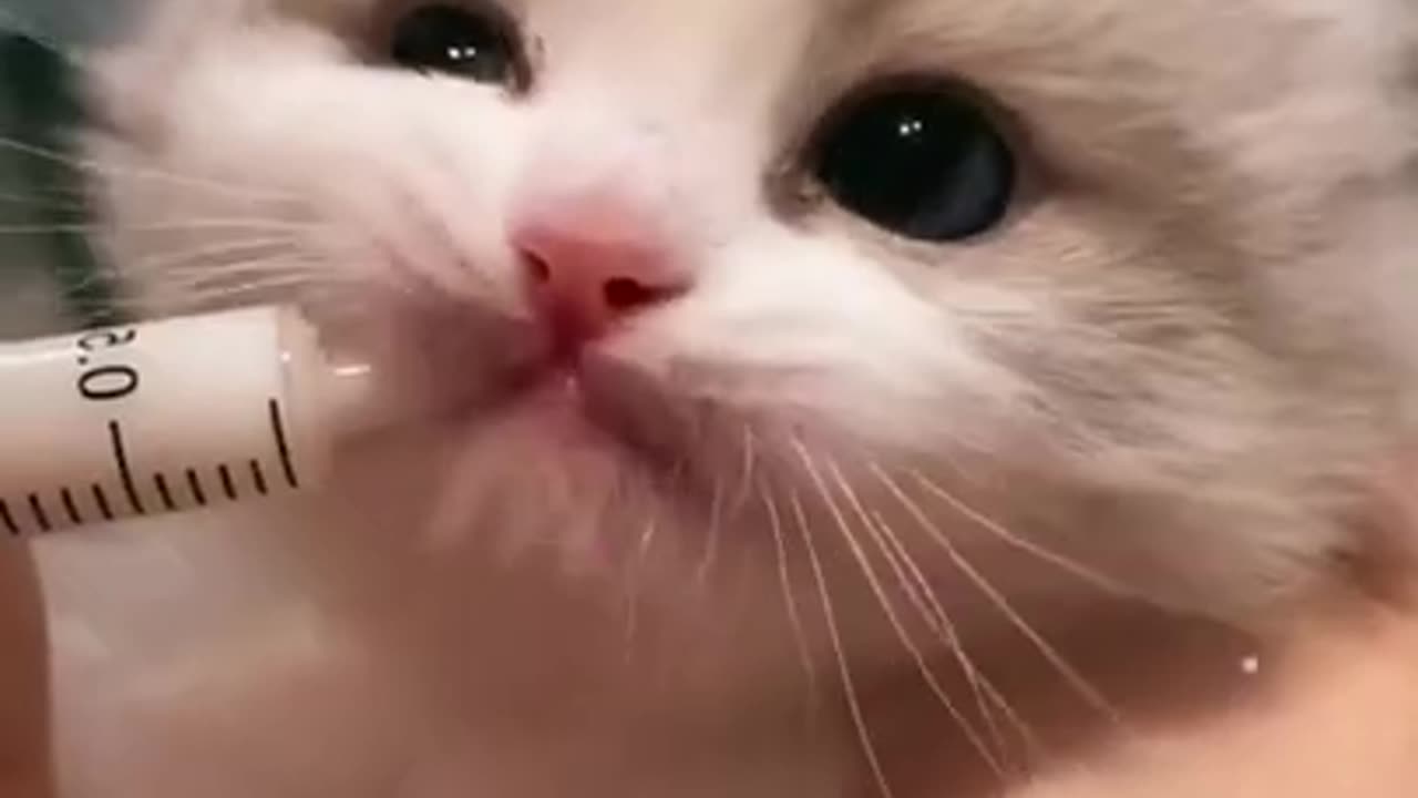 Awww cute cat baby cat kitten video 😺❤️