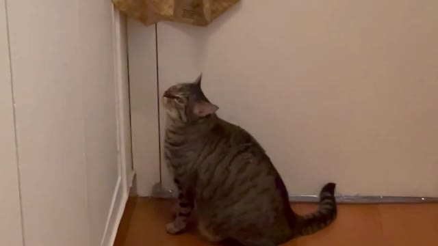 Cute Cats Playing #80