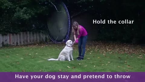 How To Teach A Dog To Stay During Fetch