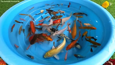 #Fishing#Sea#Fish#River Aquarium
