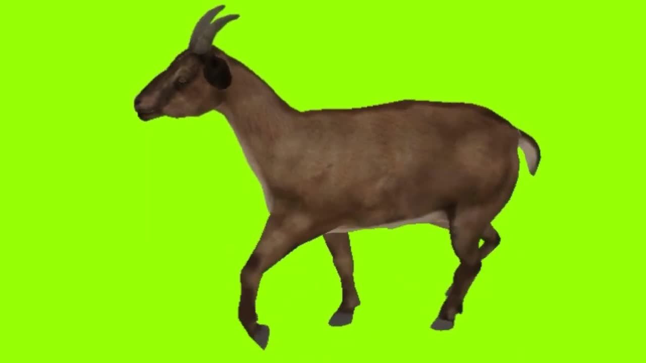 Real Goat Green Screen ,Green Screen Animals Goat Graze Walk , Cartoon