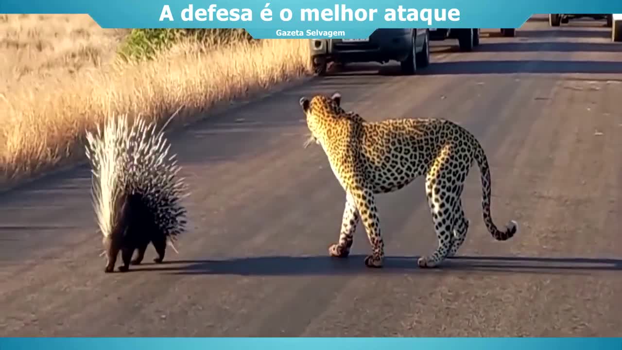 the porcupine counterattack