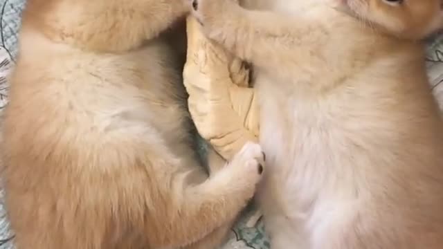 OMG So Cute Cats ♥ Best Funny Cat ❤️🐈Videos 2021 #shorts