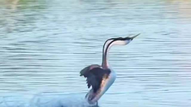 Swan meme