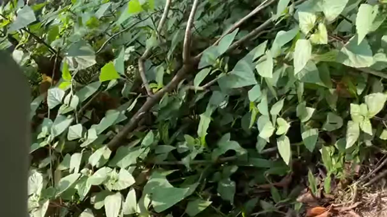 Springy Rat Snake Surprises Hikers