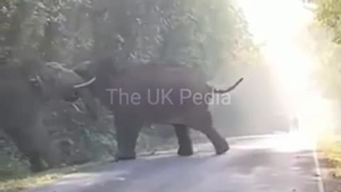 Dangerous Fighting// fighting between two elephants// dangerous moments