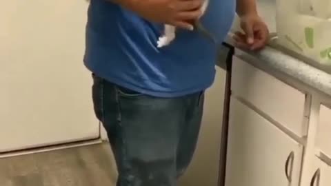 Cute little kitten climbs on man