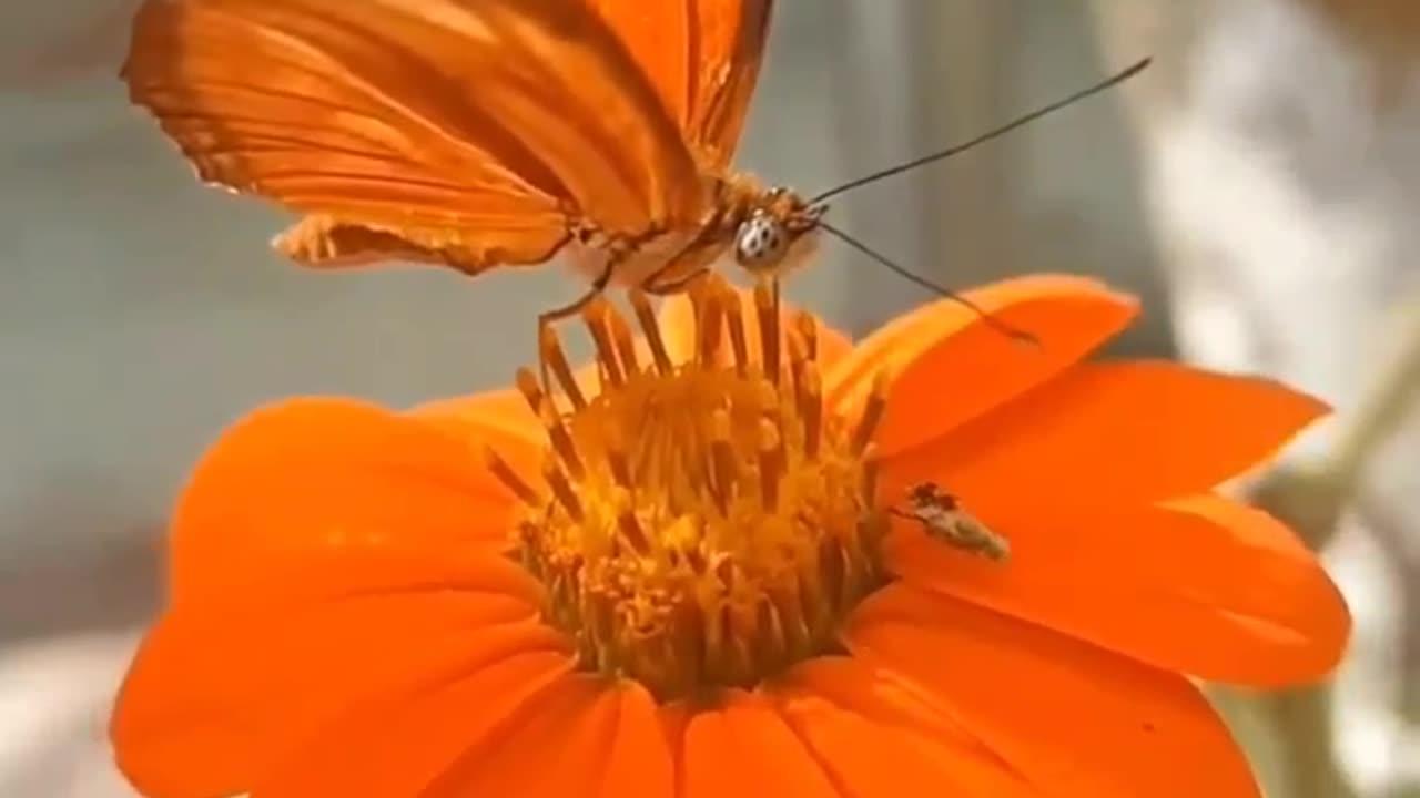 Beautiful butterfly on flowers