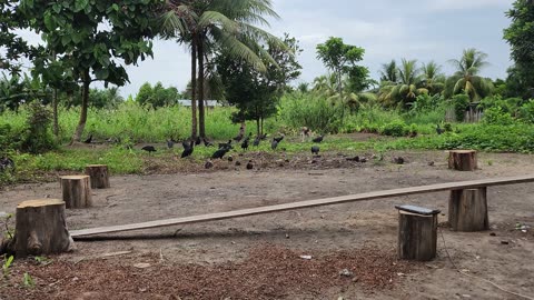 Crianza de Gallinas negras en la Selva del Peru