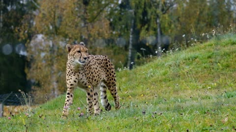 wild animal leopard