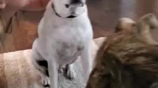 Dog trys to talk his buddy into sharing