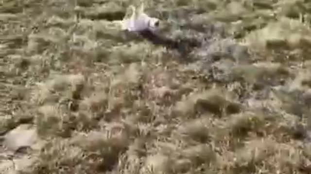 Amazing animals,funny animals