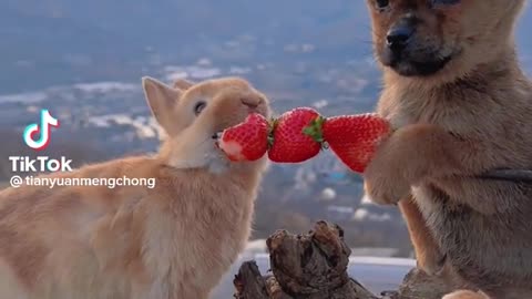 So cute 🥰🥰 Rabbits