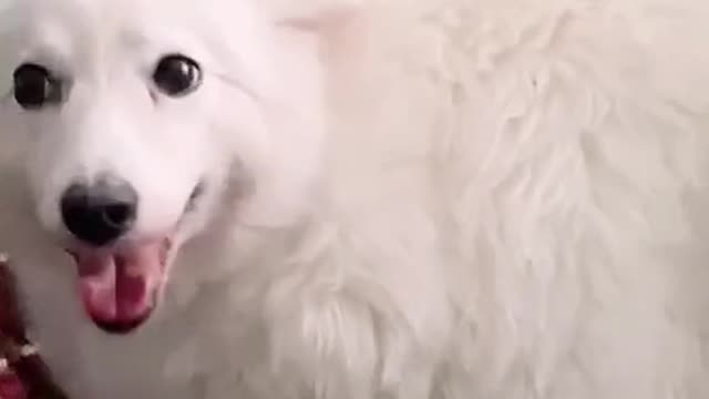 Scaredy dog Compilation