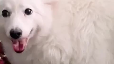 Scaredy dog Compilation