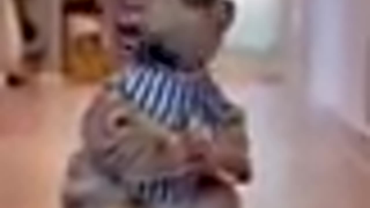 Best Funny Animal Video 2023