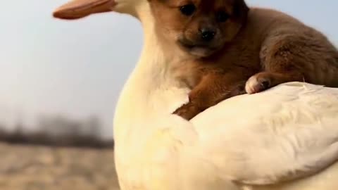 The dog and the goose