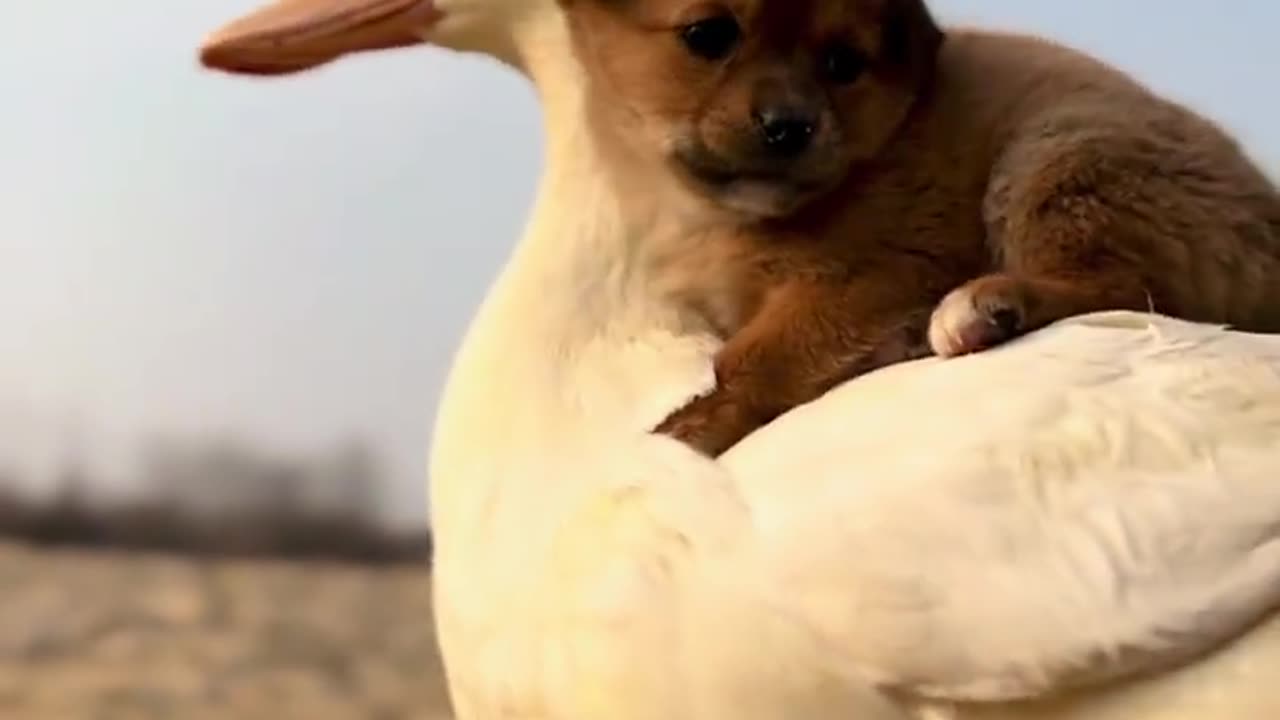 The dog and the goose