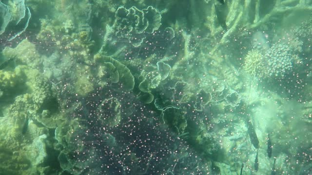 Coral viewing, Ningaloo Reef, Western Australia