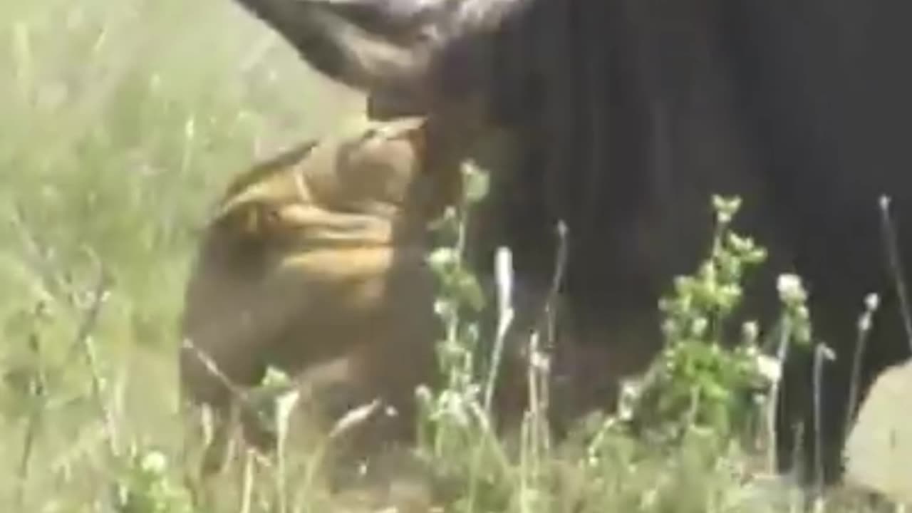 Wilderbeeest shall not die