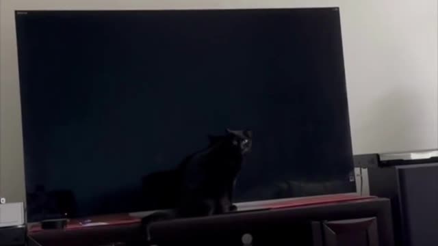 Adopting a Cat from a Shelter Vlog - Cute Precious Piper is Almost Invisible #shorts