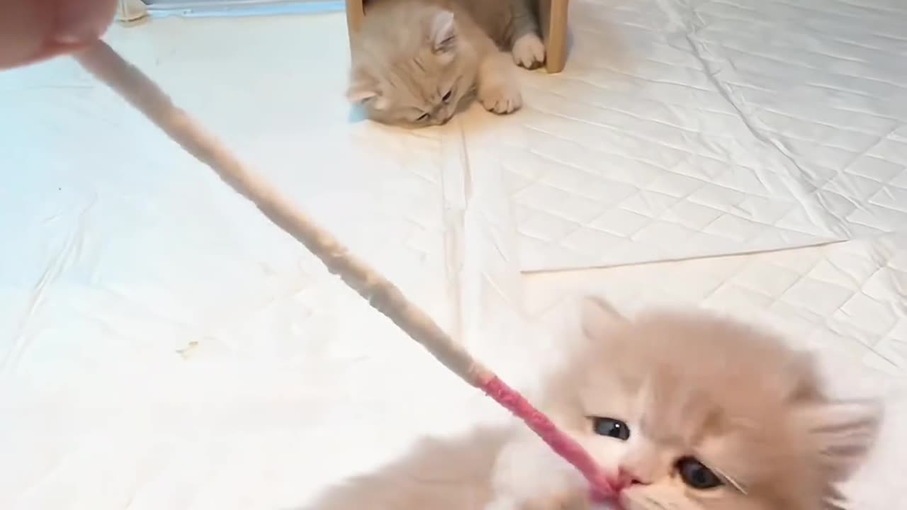 Funny beautifulbaby cat