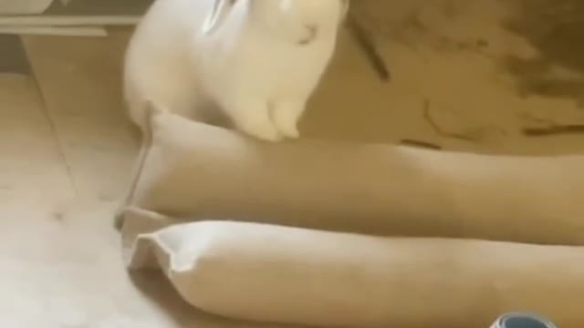 Eps 5 Funny Videos Animal
