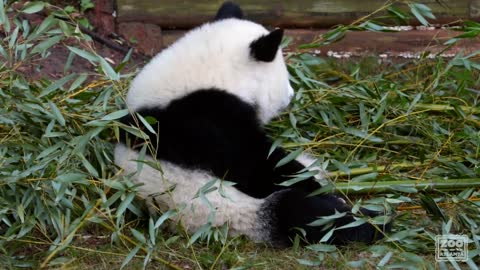 Panda Cubs Ya Lun and Xi Lun_ November 2017Panda Cubs Ya Lun and Xi Lun_ November 2017