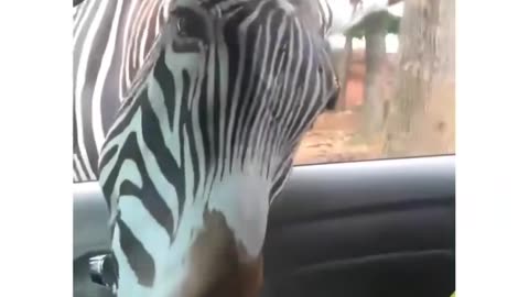 Funny Animal Videos