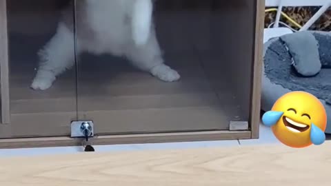 Funniest animals