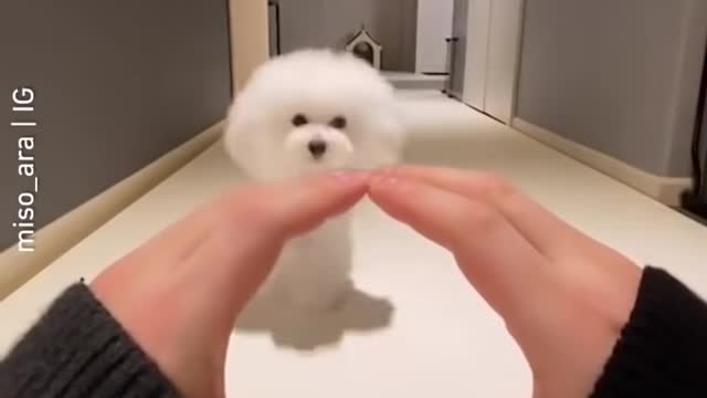 Cute Dogs