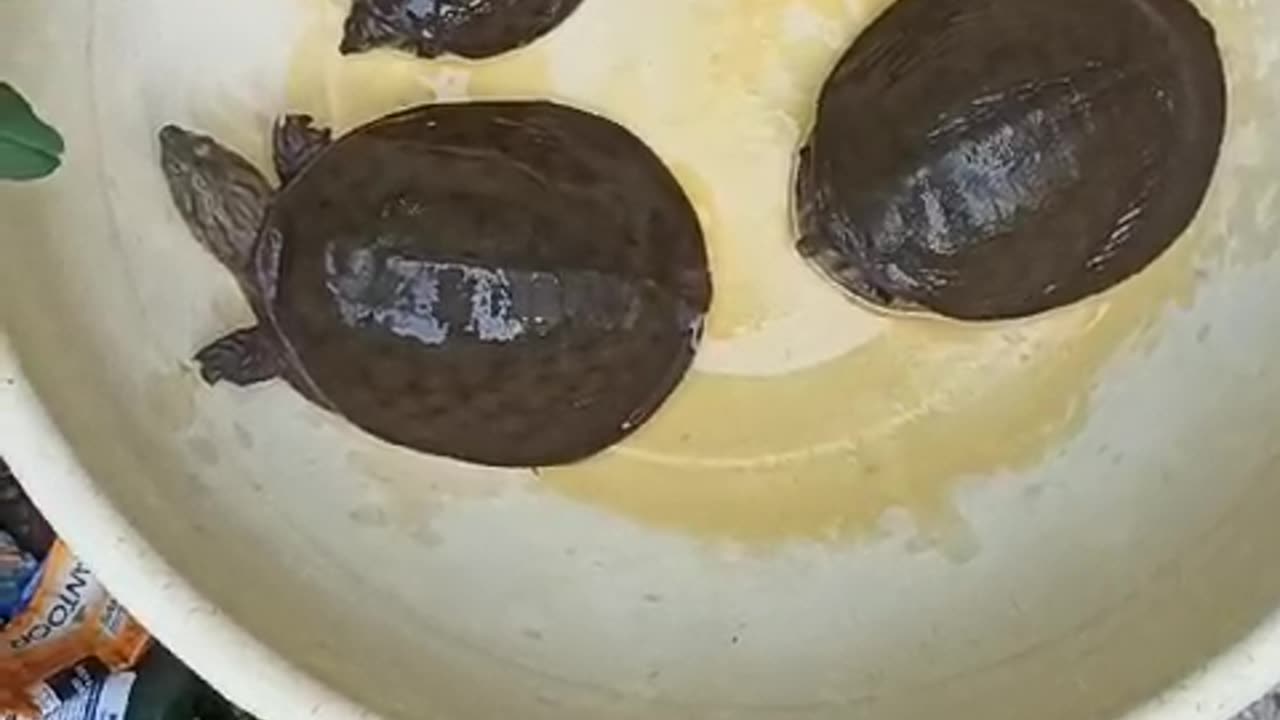 Cute turtles