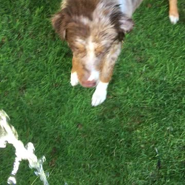 Adorable dog fights the hose