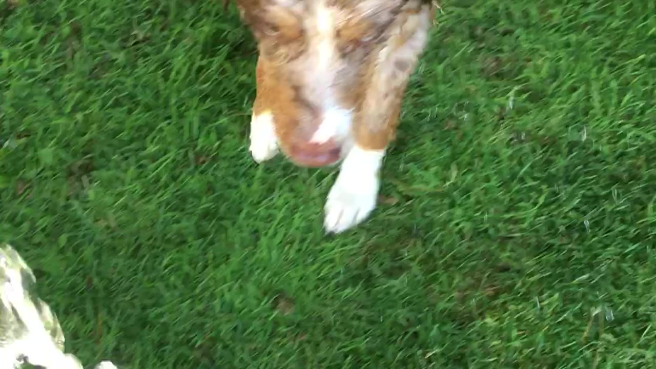 Adorable dog fights the hose