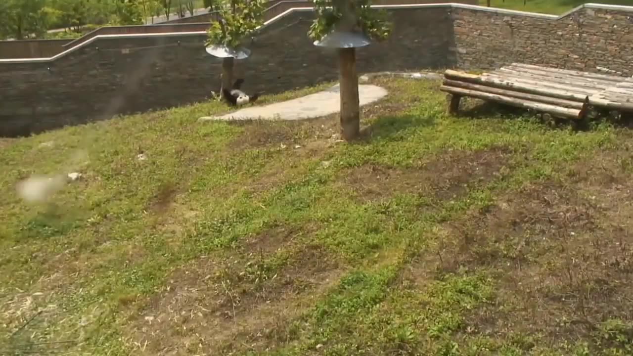 Funny panda rolls the hill