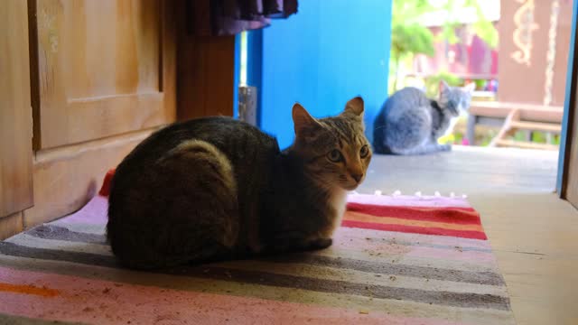 Pet cats resting on the floor